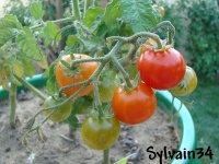 Tomate Vilma cherry.jpg