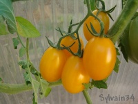 Tomate amish gold.jpg