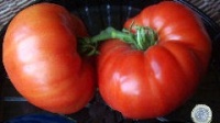 Tomate belle rousse-1.jpg