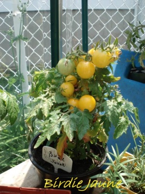 Tomate Birdie Jaune Op Semeur