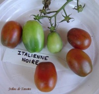 Tomate black italian.jpg