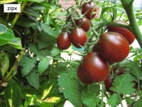 Tomate black plum.jpg