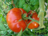 Tomate bonne du roussillon-1.jpg