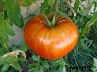 Tomate bonne du roussillon.jpg