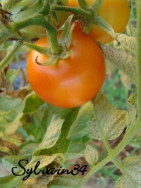 Tomate cabot.jpg