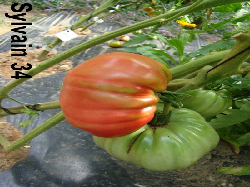 Fichier:Tomate chilo della garfagnana.jpg