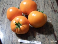 Tomate coastal pride orange.jpg