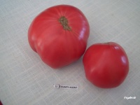 Tomate county agent-1.jpg