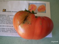 Tomate deweese streaked op-1.jpg