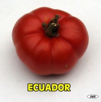 Tomate ecuador.jpg