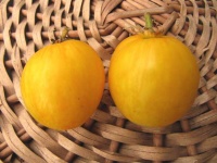 Tomate furry yellow hog.jpg