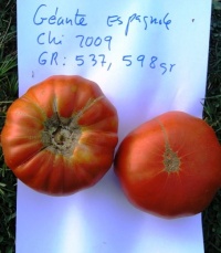 Tomate geante espagnole.jpg