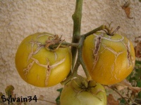 Tomate giraffe abricot-1.jpg