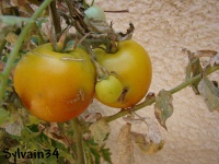 Tomate giraffe abricot.jpg