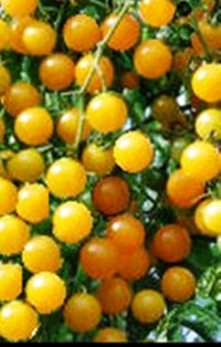 Tomate gold rush currant-1.jpg