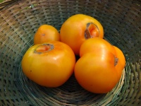 Tomate golden bison.jpg