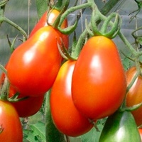 Tomate grappoli corbarino.jpg