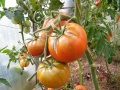 Tomate grosse bordeau.jpg