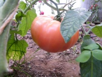 Tomate grosse violette-1.jpg