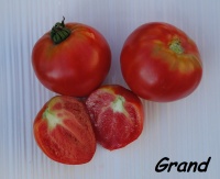 Tomate gulliver-2.jpg
