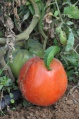 Tomate jc47 2.JPG