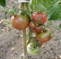 Tomate jd special c tex-1.jpg