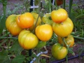 Tomate joyau d oaxaca-11.jpg