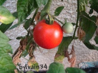 Tomate mélange du vieux fermier.jpg