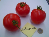 Tomate malinowski.jpg