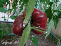 Tomate marizol purple cross-1.jpg