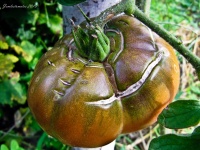 Tomate marizol purple cross.jpg