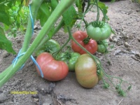 Tomate medvezhija lapa.jpg