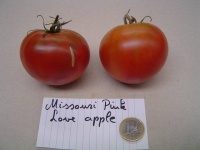 Tomate missouri pink love apple-1.jpg