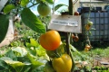 Tomate mustang jaune (Copier).JPG