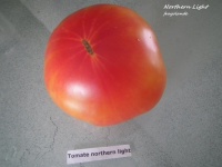 Tomate northern lights-1.jpg