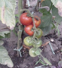 Tomate optimus-1.jpg