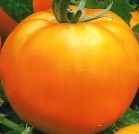 Tomate orange giant-1.jpg