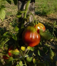 Tomate petras gerippte-1.jpg