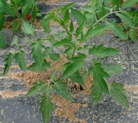 Tomate plourde-1.jpg