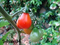 Tomate poire rouge-2.jpg
