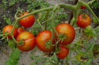 Tomate polar star-1.jpg