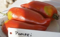 Tomate pompeii-1.jpg