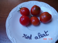 Tomate red alert-1.jpg