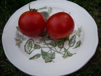 Tomate reine claude rouge.jpg