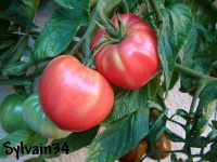 Tomate rose d eauze.jpg