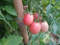 Tomate rose de Pologne.jpg