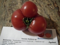 Tomate rostova op-1.jpg