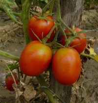 Tomate santa cruz kada gigante-1.jpg