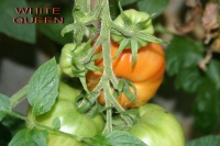 Tomate schnellfruchtende aus wirowsk.jpg