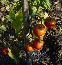 Tomate scorospelka op-1.jpg
